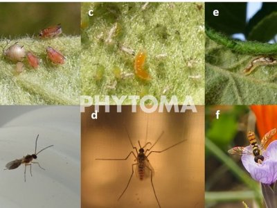 Dysaphis plantaginea Passerini , Eriosoma lanigerum Hausmann, Myzus persicae Sulzer y Hyalopterus spp. Koch